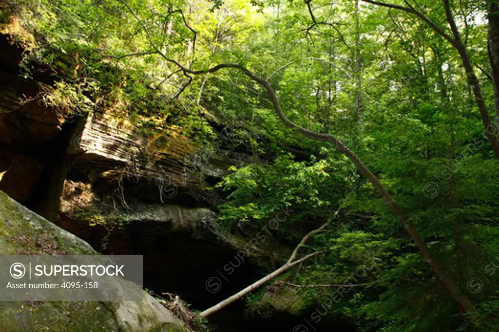 Sandstone cliff in a forested canyon, Dismals Canyon, Franklin County, Alabama, USA