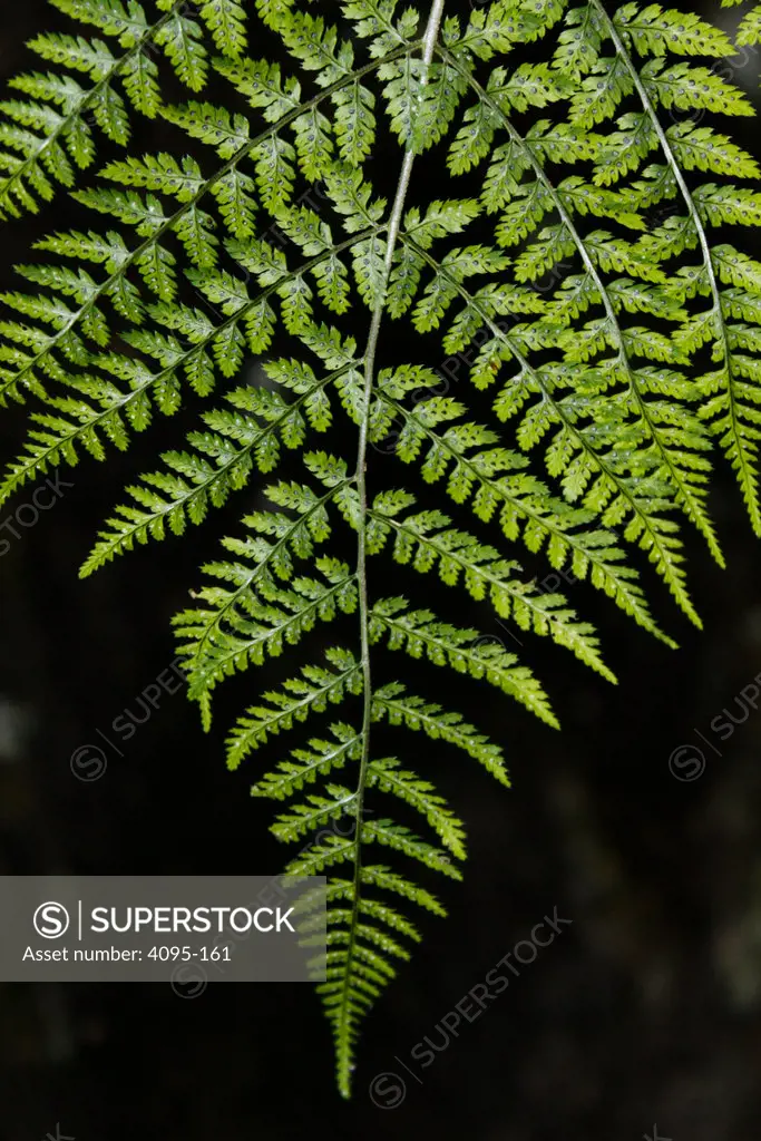 Close-up of leaf of a wild fern, Dismals Canyon, Franklin County, Alabama, USA