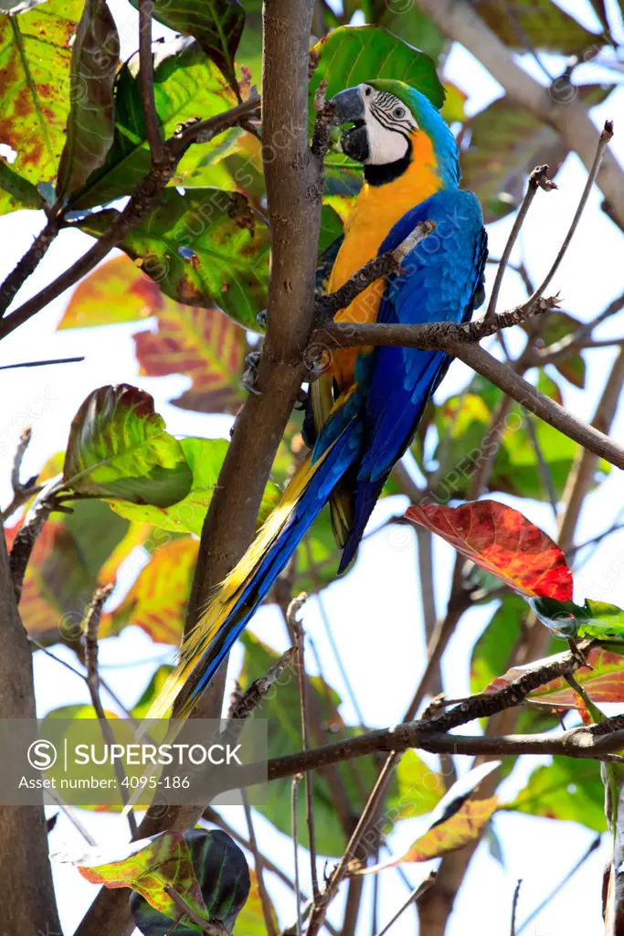 Brazil, Campo Grande, Mato Grosso do Sul, Blue-and-Yellow Macaw (Ara ararauna) searching for food in tree