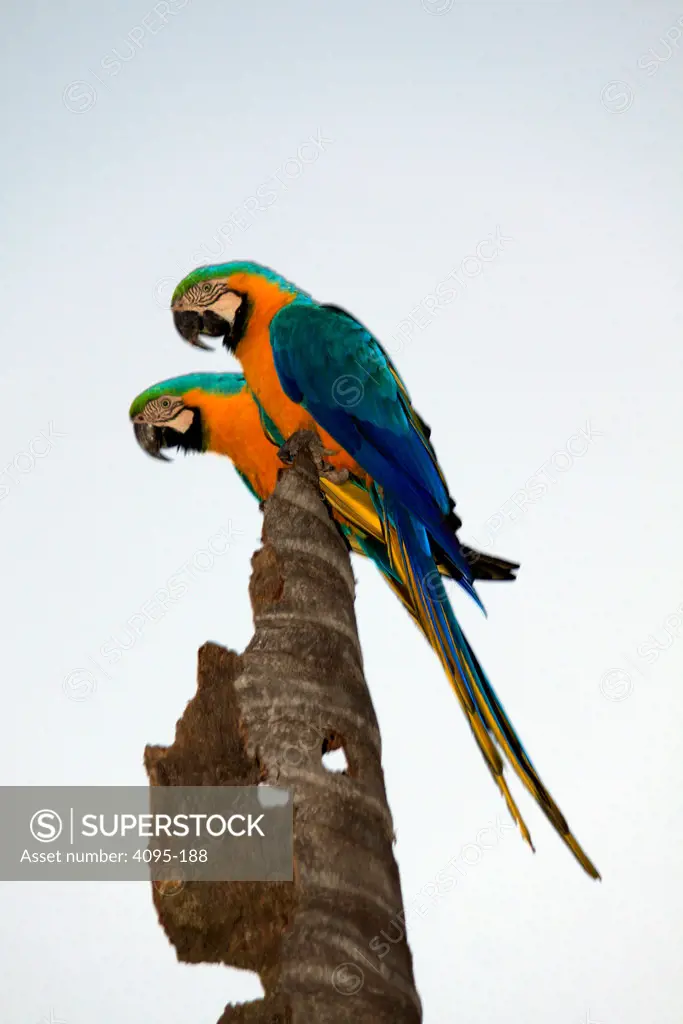 Brazil, Campo Grande, Parque das Nacoes Indigenas, Pair of Blue-and-Yellow Macaws (Ara ararauna) rest on tree