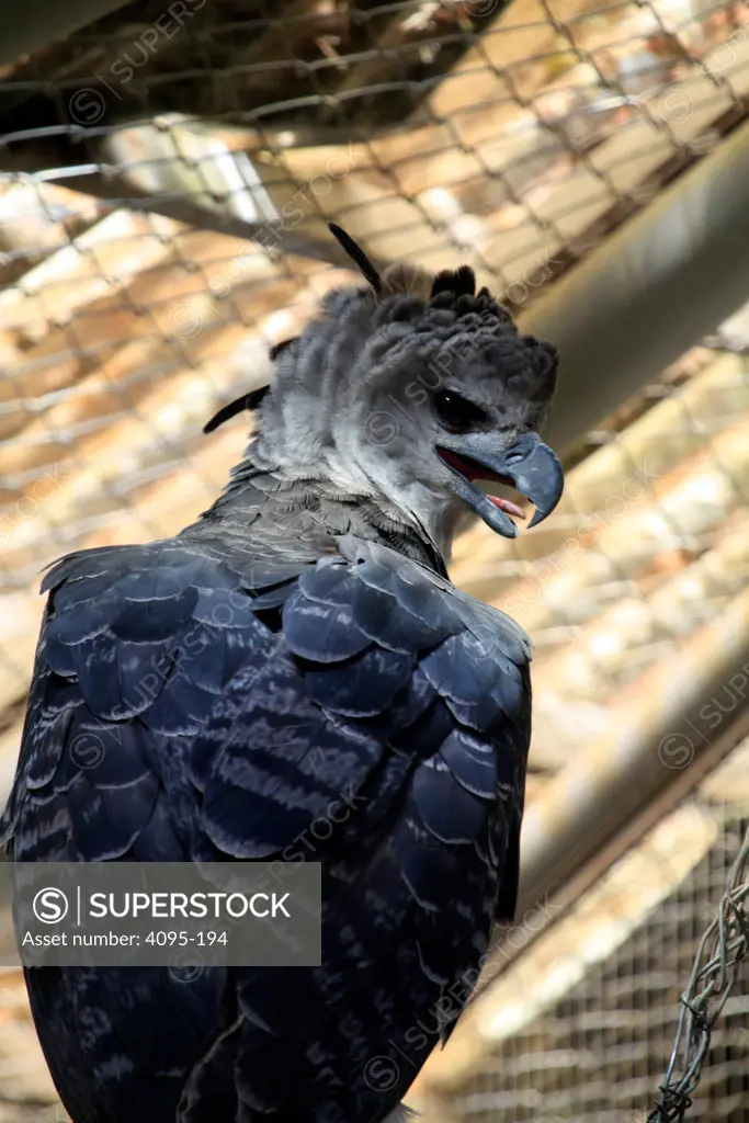 Brazil, Rio Branco, Parque Ambiental Chico Mendes, Harpy Eagle (Harpia harpyja)