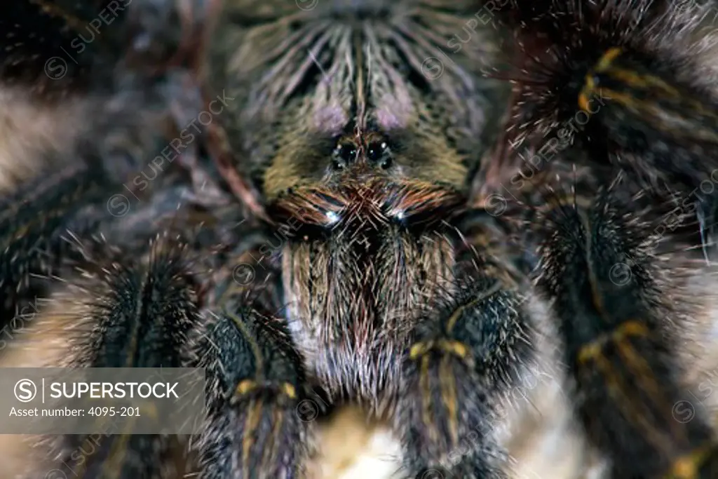 Brazil, Amazonas State, Close-up of tarantula in Amazon rainforest