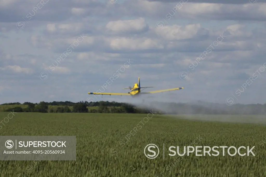 A crop dusting plane sprays a field of winter wheat.