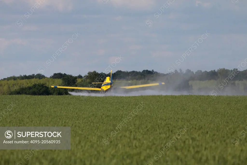 A crop dusting plane flies just above a winter wheat crop that it is spraying.
