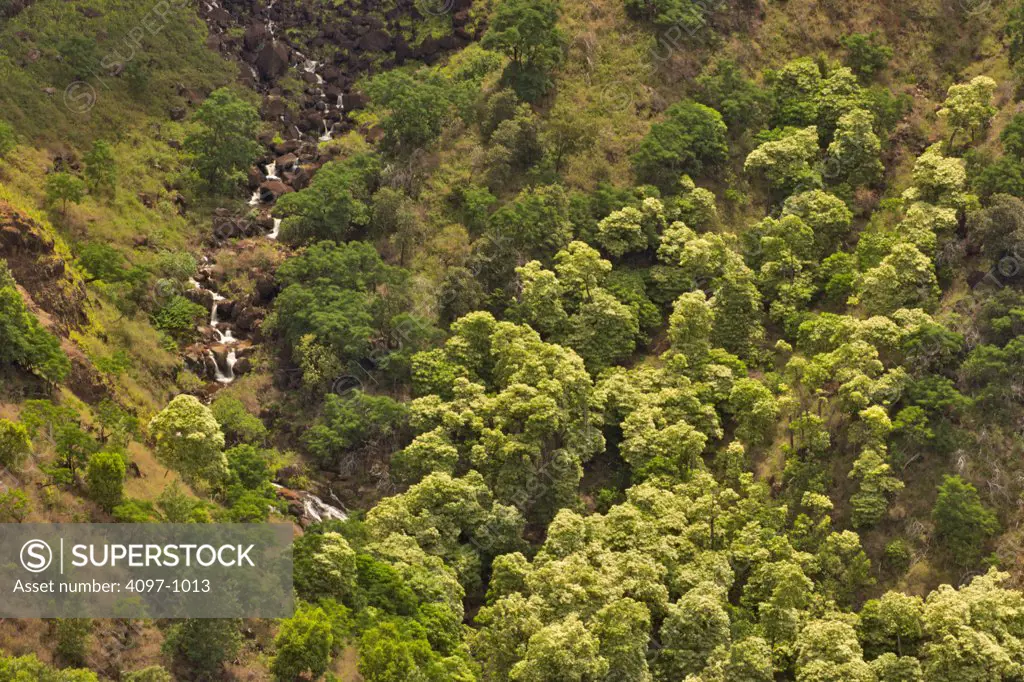 High angle view of a stream in a forest, Kokee Streem, Waimea Canyon, Kauai, Hawaii, USA