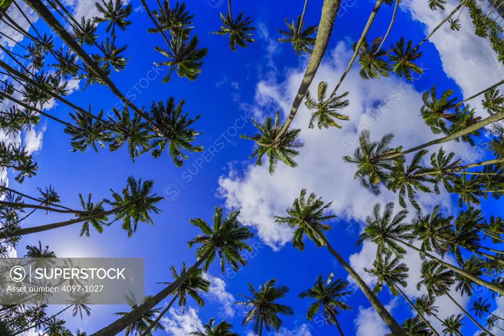 Low angle view of palm trees, Coconut Coast, Kauai, Hawaii, USA