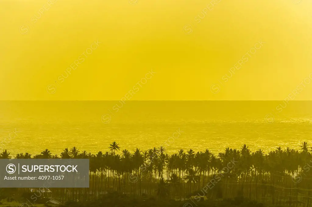High angle view of palm trees at the coast, Coconut Coast, Kauai, Hawaii, USA