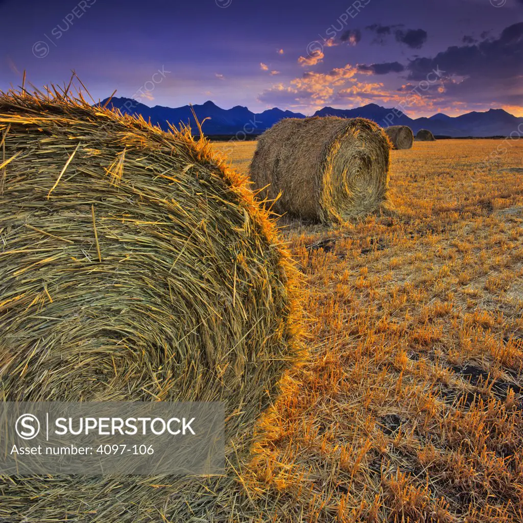Hay bales in a field and mountains in the background, Canadian Rockies, Alberta, Canada