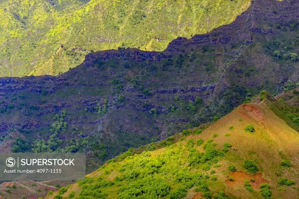 Trees in a rainforest, Na Pali Coast, Kauai, Hawaii, USA