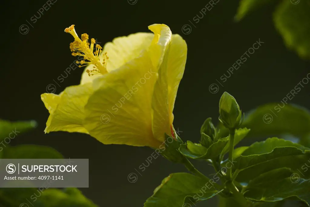 Close-up of hibiscus flowers
