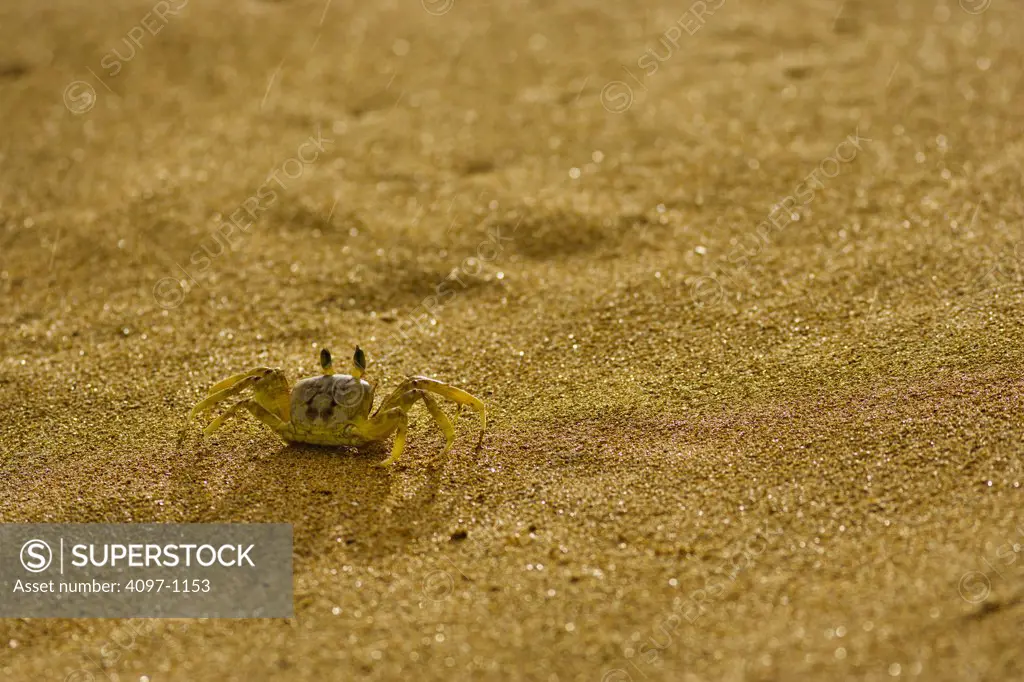 Crab on the beach, Kauapea Beach, Kauai, Hawaii, USA