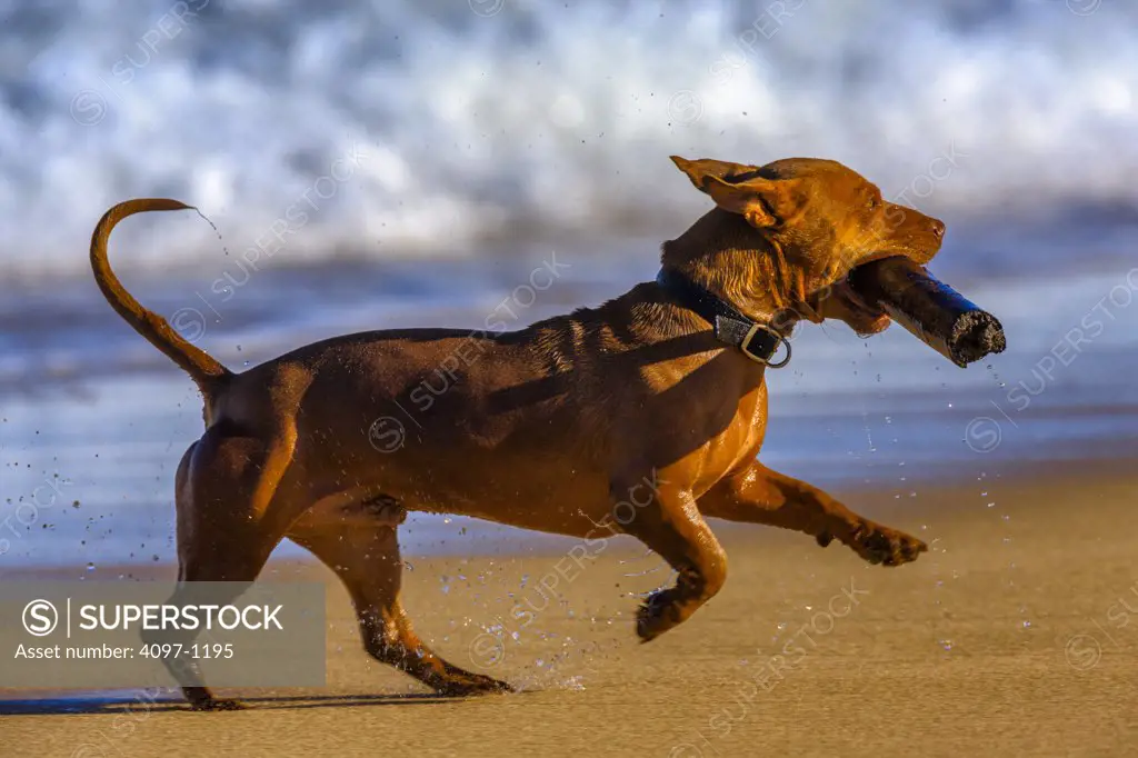 Dog with a wood stick running on the beach, Kauai, Hawaii, USA