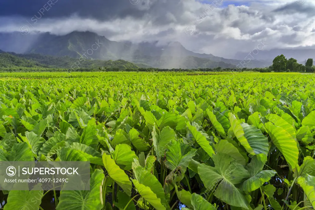 Taro (Colocasia esculenta) crop in a field, Hanalei Valley, Kauai, Hawaii, USA