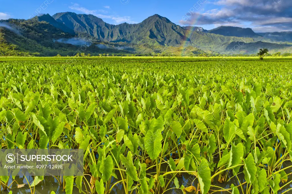 Taro (Colocasia esculenta) crop in a field, Hanalei Valley, Kauai, Hawaii, USA