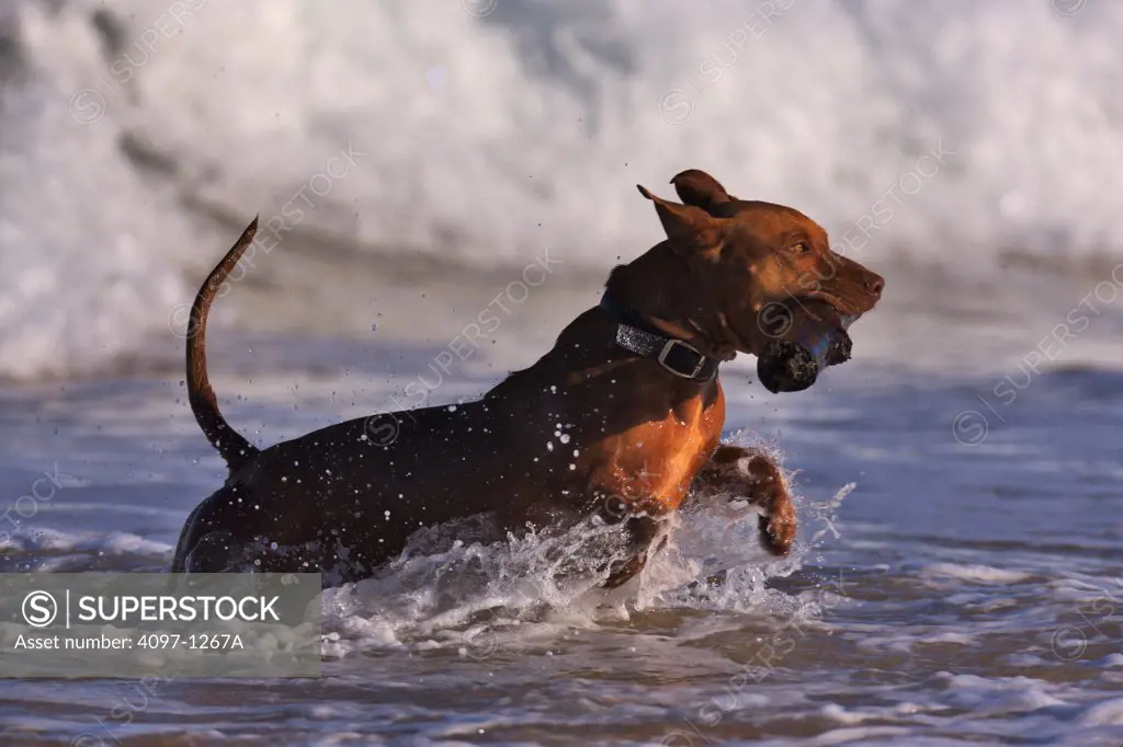 Dog with a wood stick running in an ocean, Kauai, Hawaii, USA