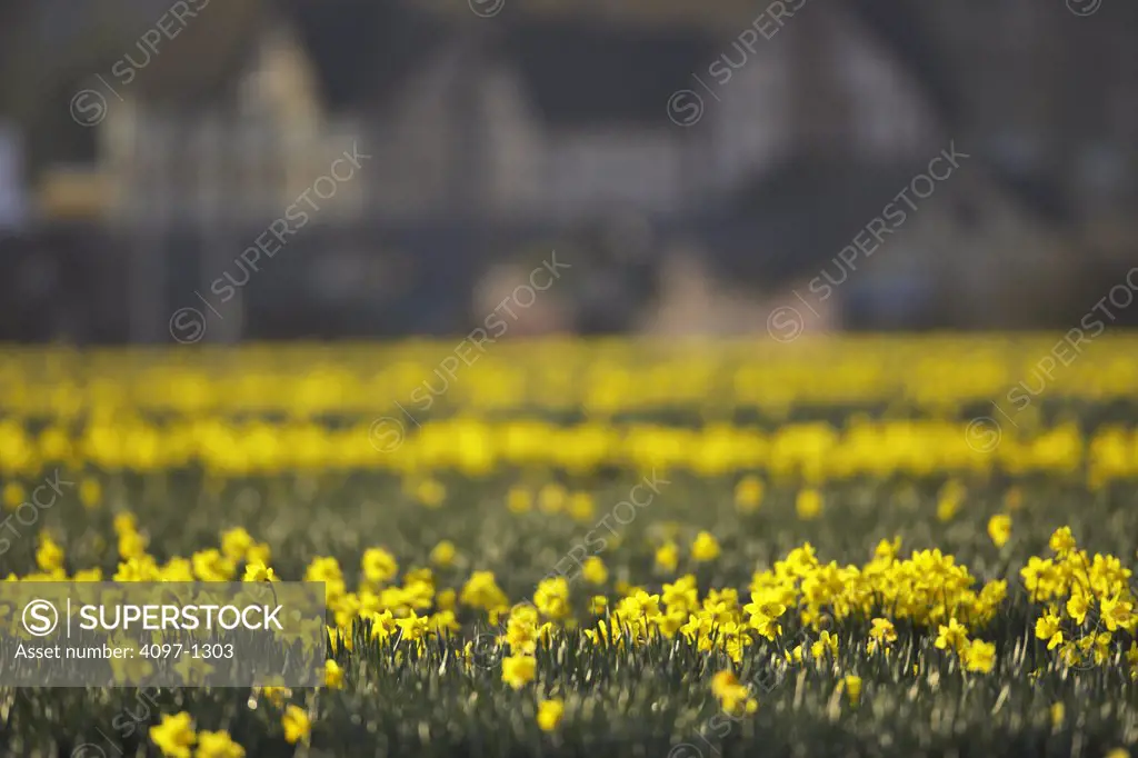 Daffodils in a field, Saanich Peninsula, Vancouver Island, British Columbia, Canada