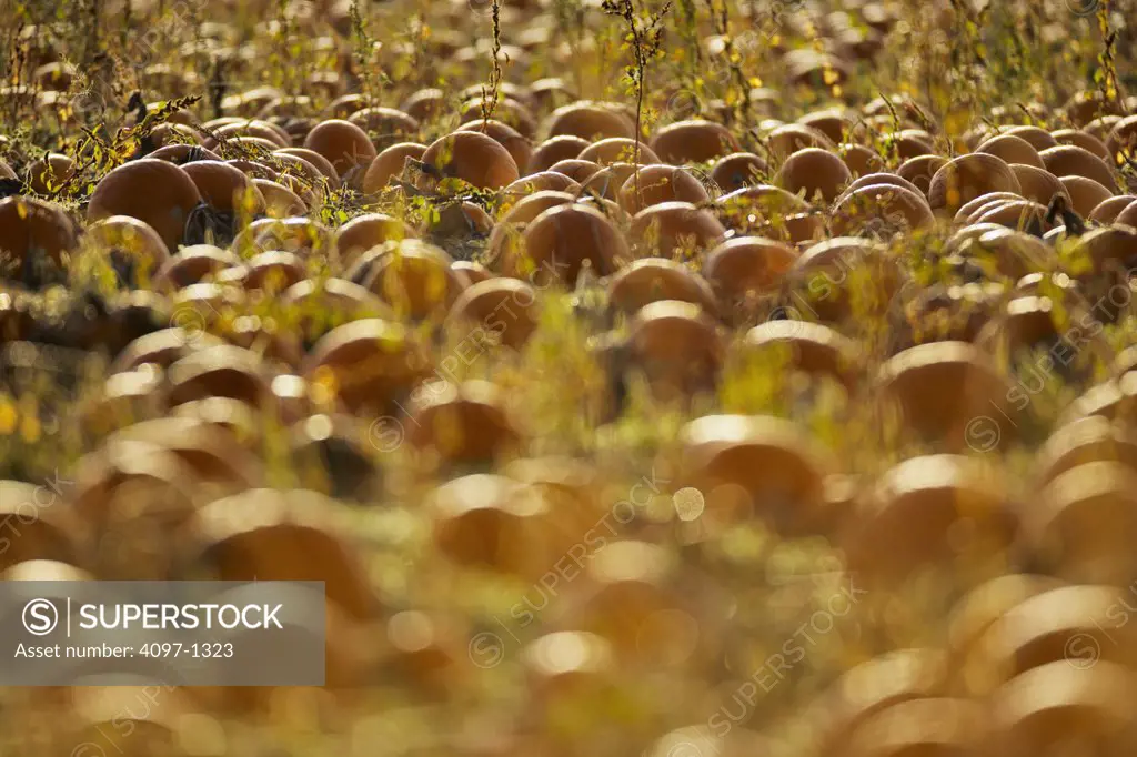 Harvested pumpkins on a farm field, Saanich Peninsula, Victoria, British Columbia, Canada