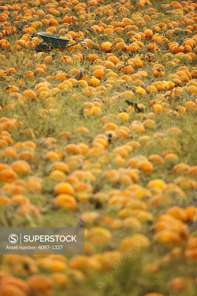 Harvested pumpkins on a farm field, Saanich Peninsula, Victoria, British Columbia, Canada