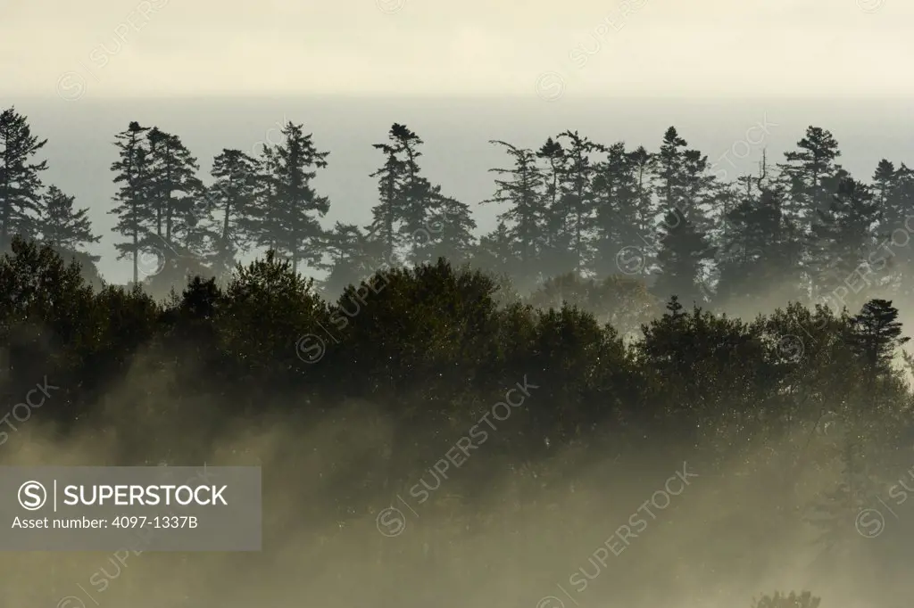 Forest in fog, Saanich Peninsula, Vancouver Island, British Columbia, Canada