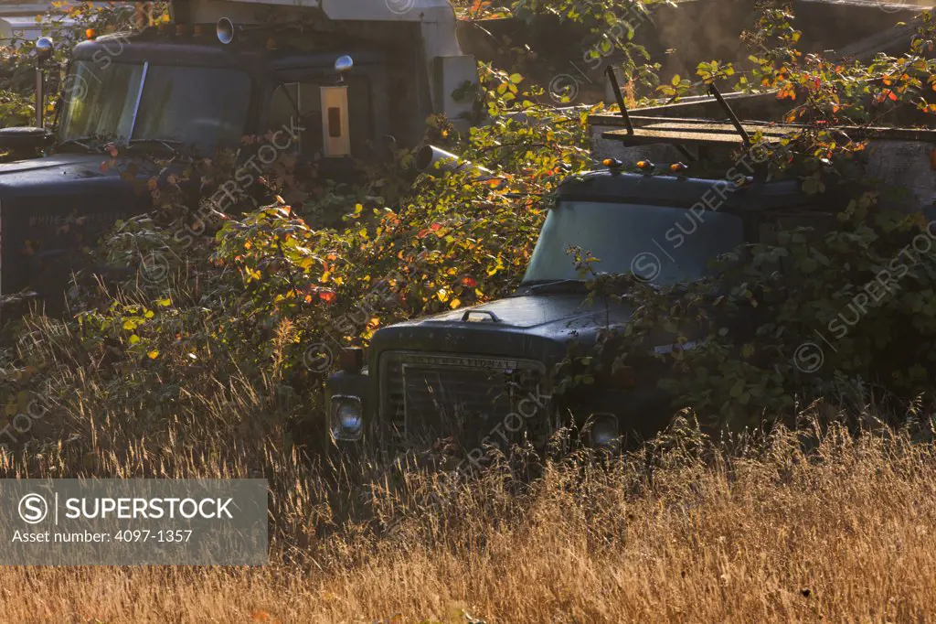 Abandoned pick-up trucks in a field, Victoria, Vancouver Island, British Columbia, Canada