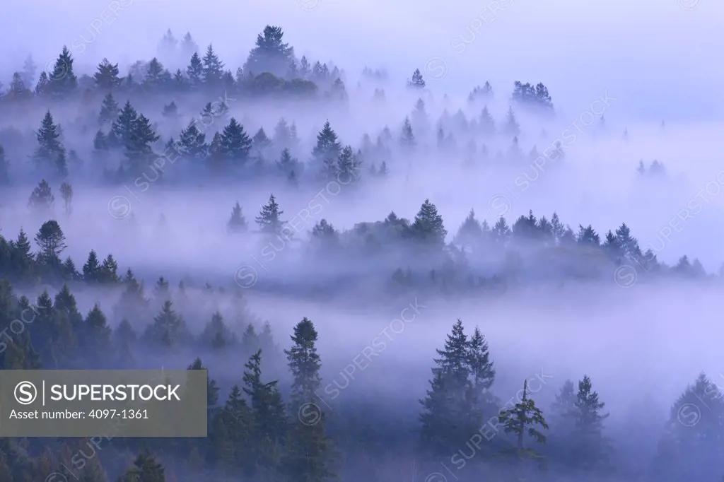 Trees covered with fog in a forest, Saanich Peninsula, Vancouver Island, British Columbia, Canada
