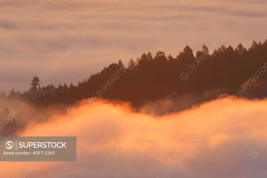 Forest covered with fog viewed from Malahat, Saanich Peninsula, Vancouver Island, British Columbia, Canada