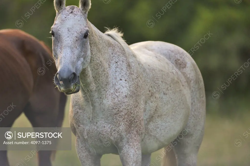 Two horses in a field, Saanich Peninsula, Vancouver Island, British Columbia, Canada