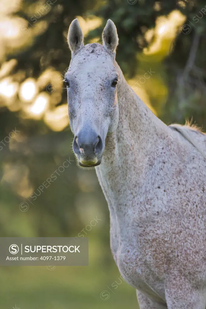 Close-up of a horse, Saanich Peninsula, Vancouver Island, British Columbia, Canada