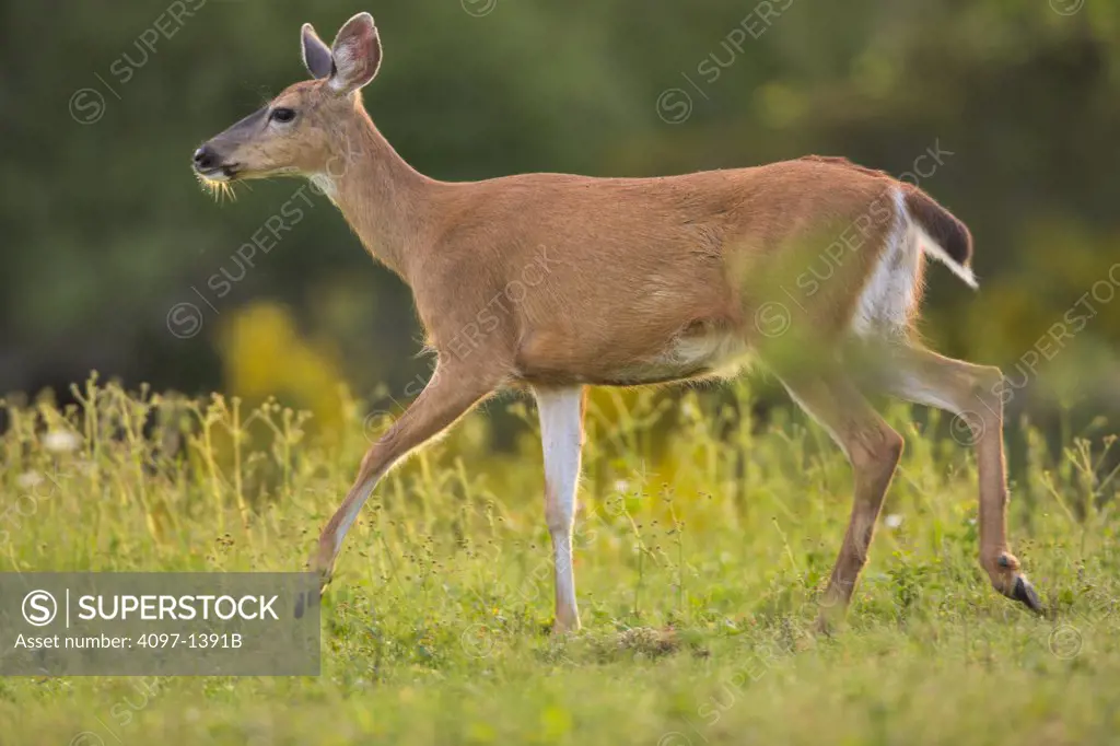 Mule deer (Odocoileus hemionus) walking in a field, Saanich Peninsula, Victoria, British Columbia, Canada