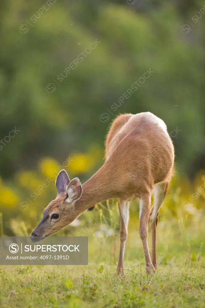 Mule deer (Odocoileus hemionus) grazing in a field, Saanich Peninsula, Victoria, British Columbia, Canada