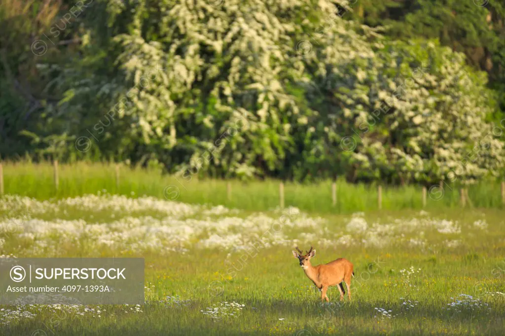 Mule deer (Odocoileus hemionus) running in a field, Saanich Peninsula, Victoria, British Columbia, Canada