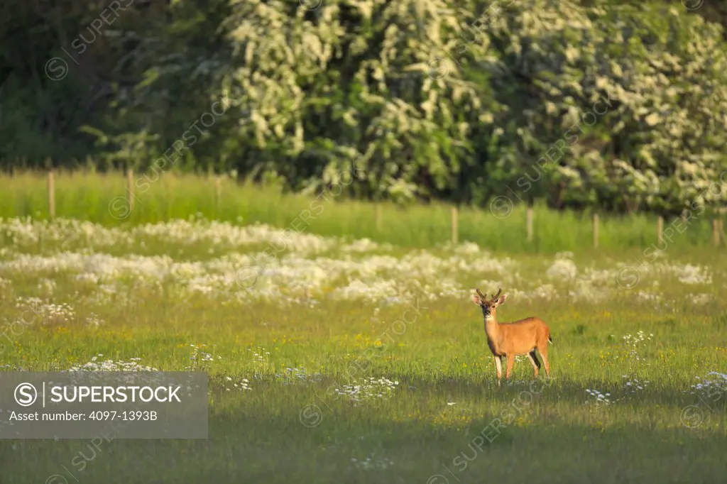 Mule deer (Odocoileus hemionus) standing in a field, Saanich Peninsula, Victoria, British Columbia, Canada