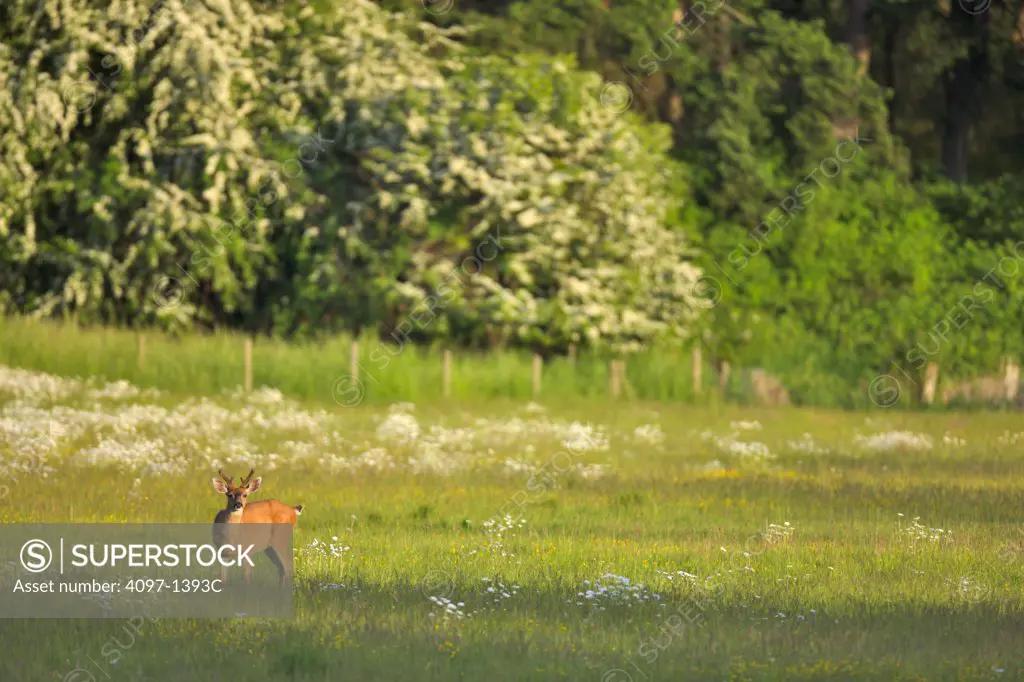 Mule deer (Odocoileus hemionus) standing in a field, Saanich Peninsula, Victoria, British Columbia, Canada