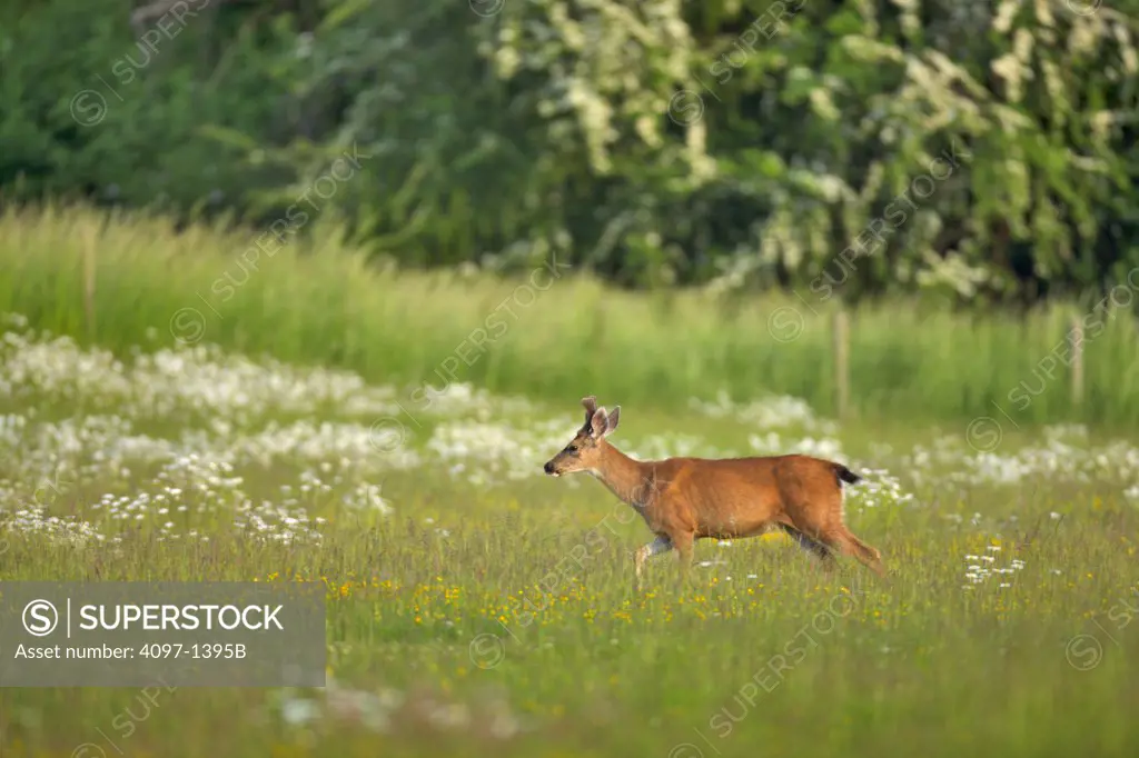 Mule deer (Odocoileus hemionus) running in a field, Saanich Peninsula, Victoria, British Columbia, Canada