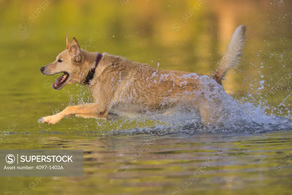 Dog running in a lake, Elk Lake, Saanich Peninsula, Vancouver Island, British Columbia, Canada