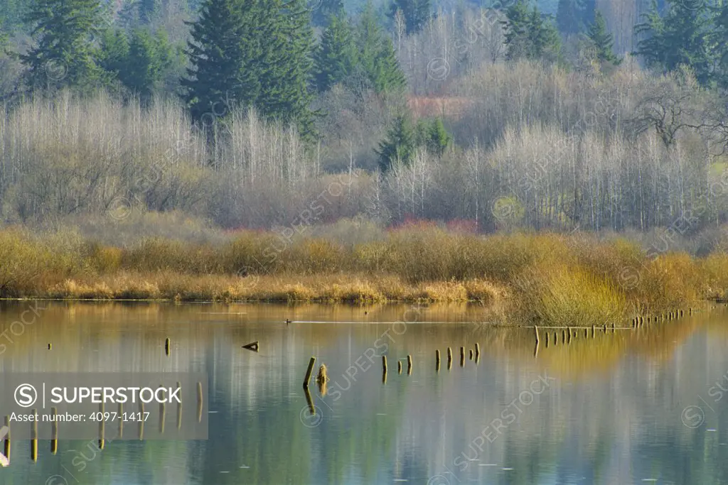 Flooded field, District Of Saanich, Vancouver Island, British Columbia, Canada