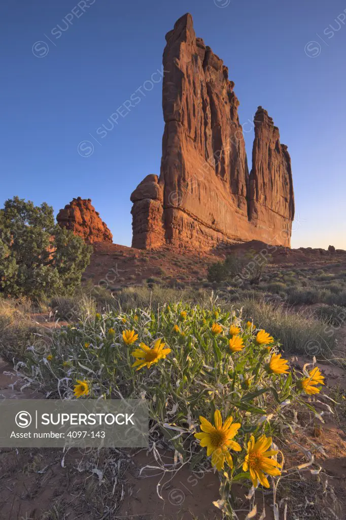 Rough mulesears (Wyethia scabra) wildflowers in front of rocks, Courthouse Towers, Arches National Park, Utah, USA