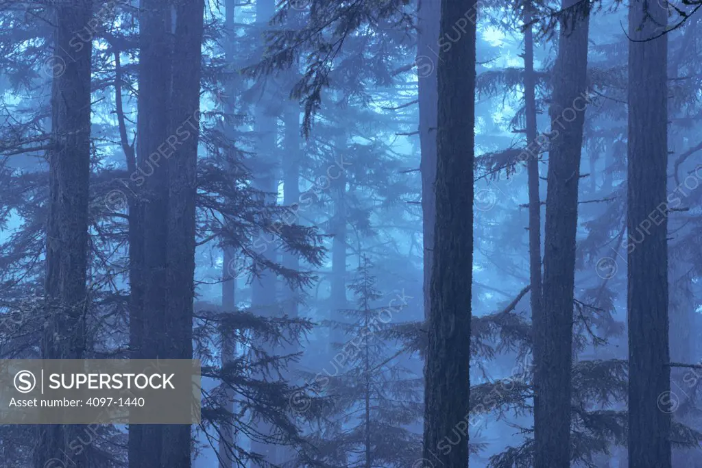 Fog covered trees in a forest, West Coast, Salt Spring Island, Vancouver Island, British Columbia, Canada