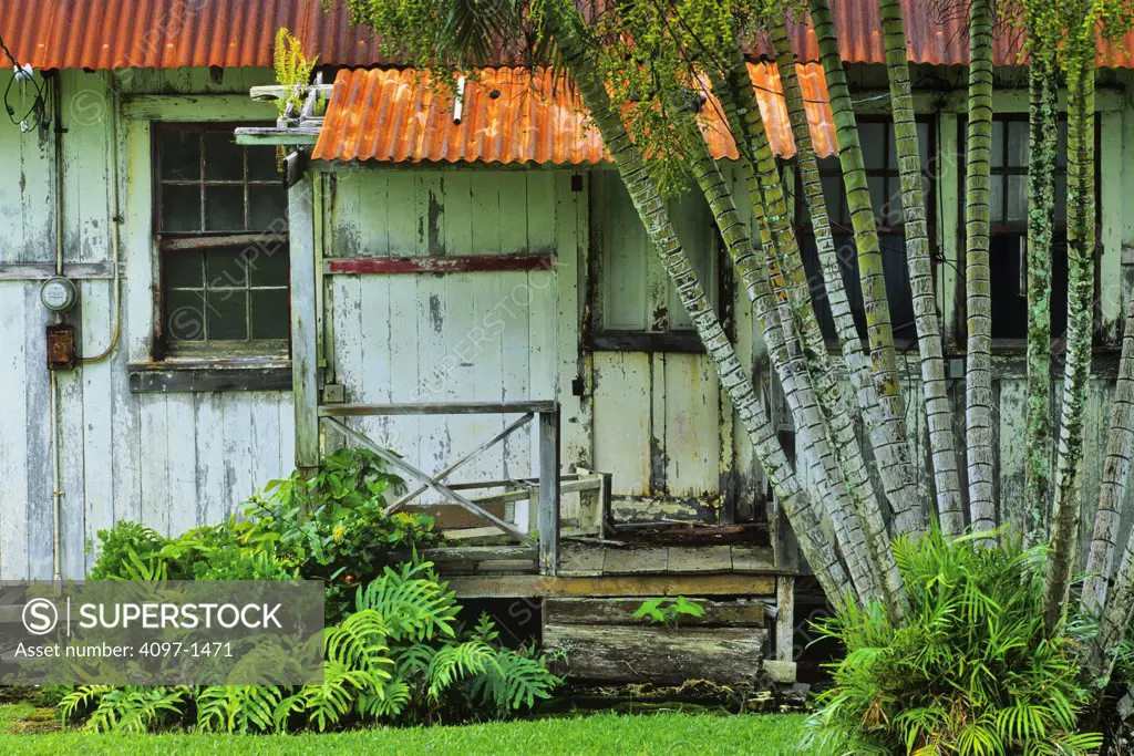 Plants in front of an old house, Maui, Hawaii, USA