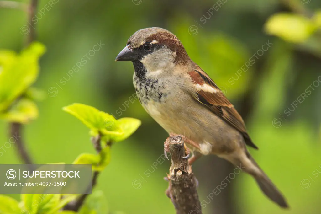 Close-up of a male sparrow, Maui, Hawaii, USA