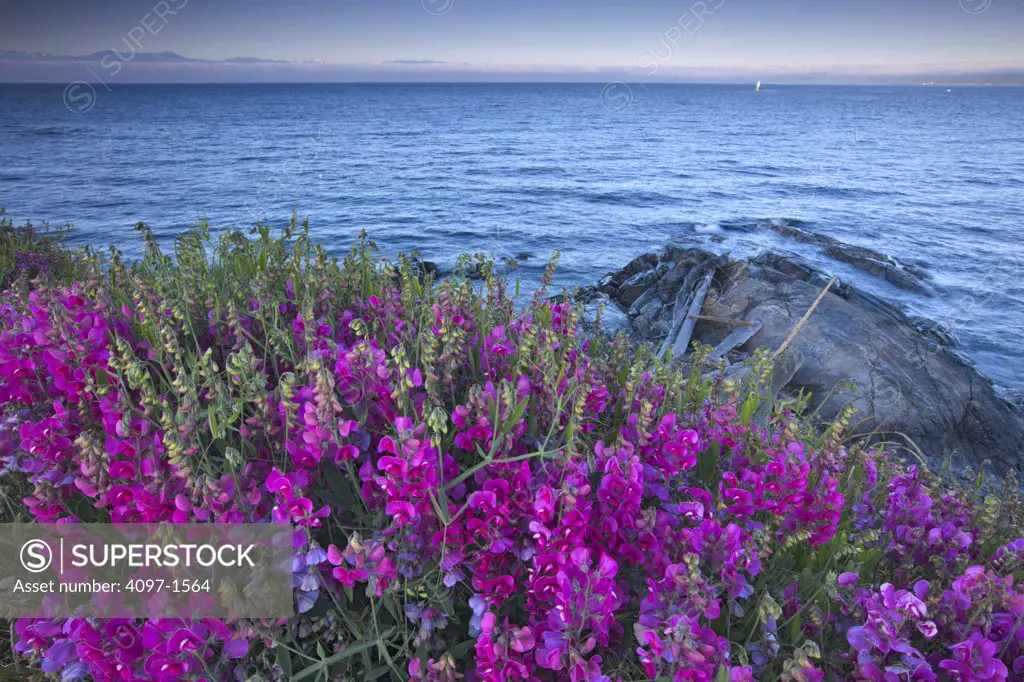 Lupine flowers at the seaside, Strait of Georgia, Victoria, British Columbia, Canada