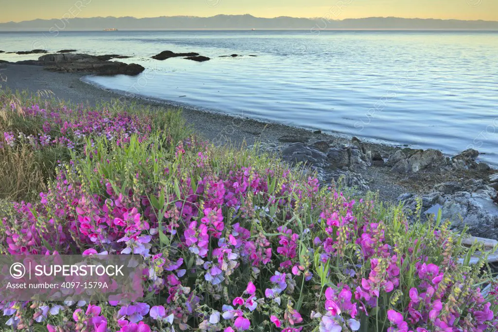Wildflowers at the seaside, Beacon Hill Park, Strait of Juan De Fuca, Victoria, British Columbia, Canada