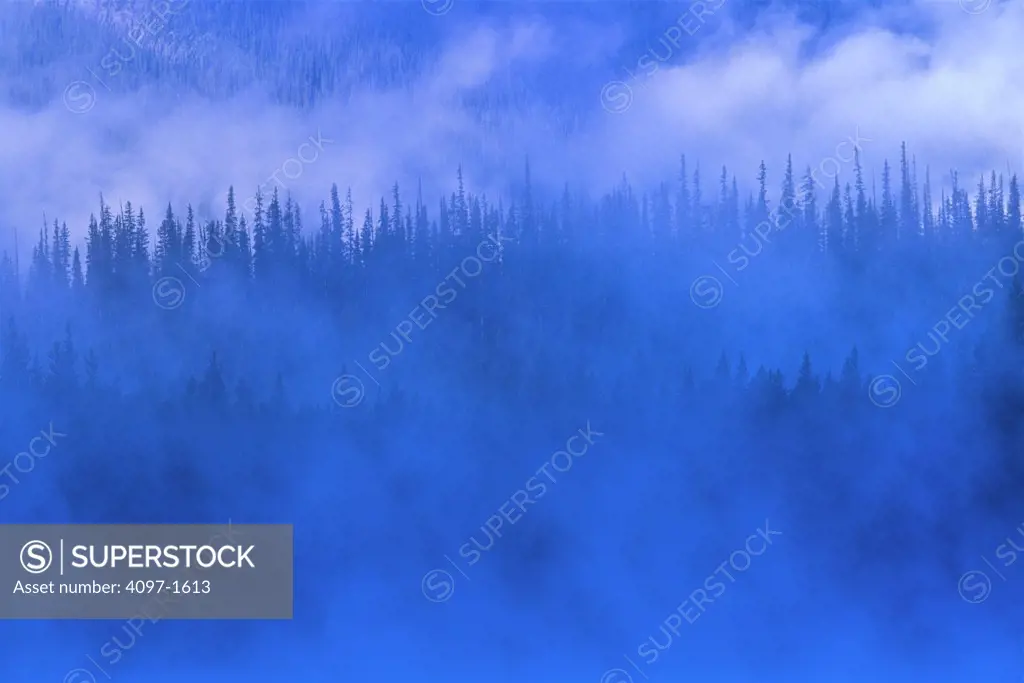 Fog over trees in a forest, Icefields Parkway, Banff National Park, Alberta, Canada