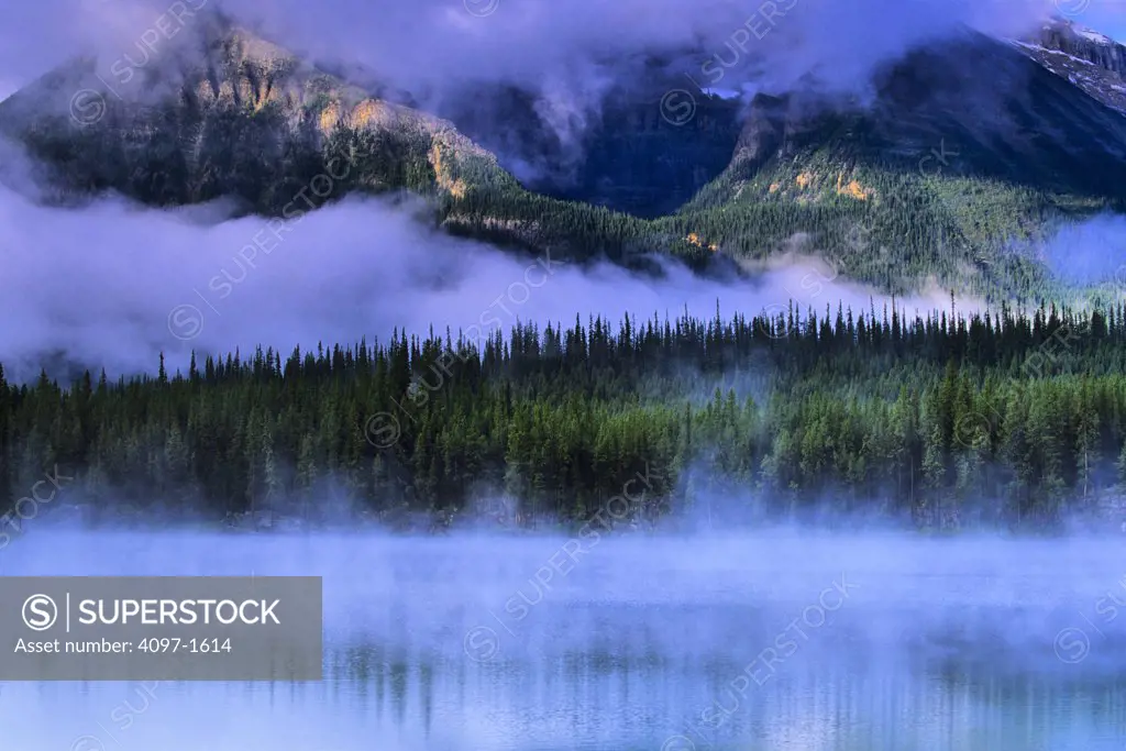 Fog covered trees in forest at lakeside, Icefields Parkway, Lake Herbert, Banff National Park, Alberta, Canada