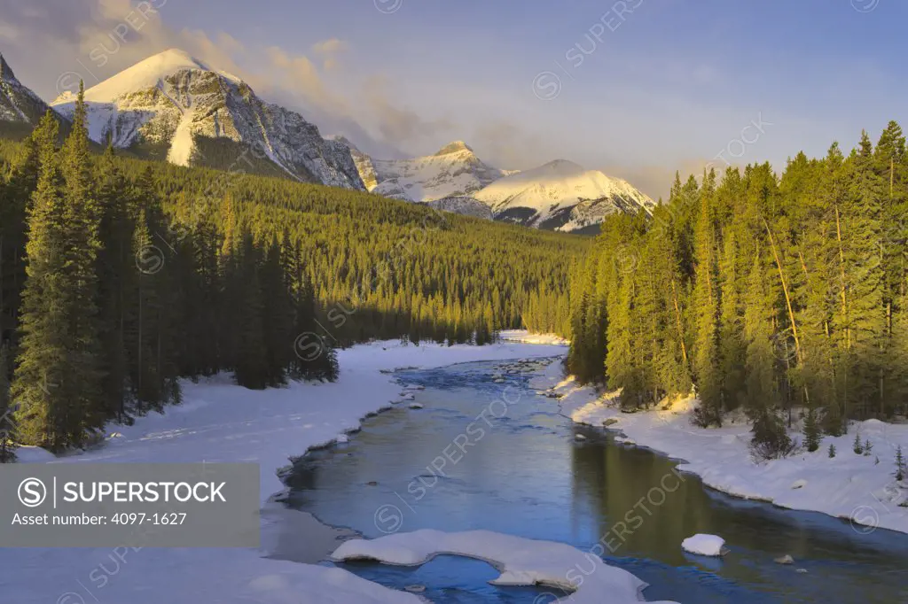 River flowing through a forest, Bow River, Banff National Park, Alberta, Canada