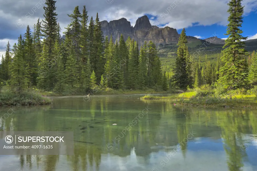Reflection of trees in a river, Bow River, Castle Mountain, Banff National Park, Alberta, Canada