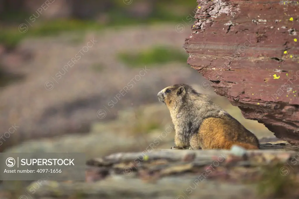 Marmot lying on a rock, US Glacier National Park, Montana, USA
