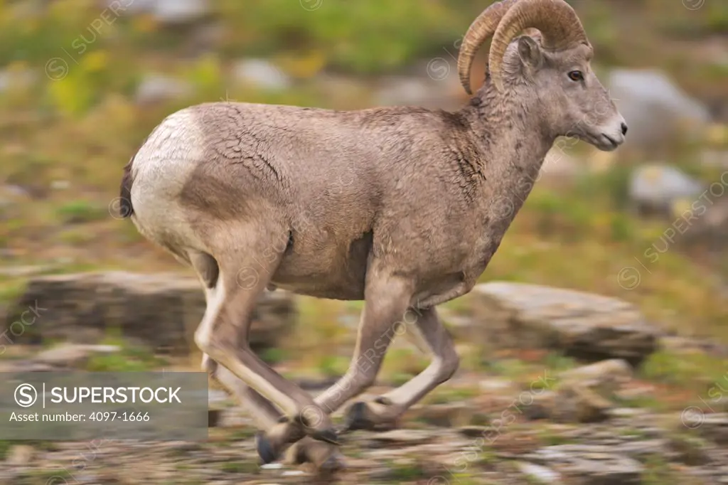 Bighorn sheep (Ovis canadensis) running in a park, US Glacier National Park, Montana, USA