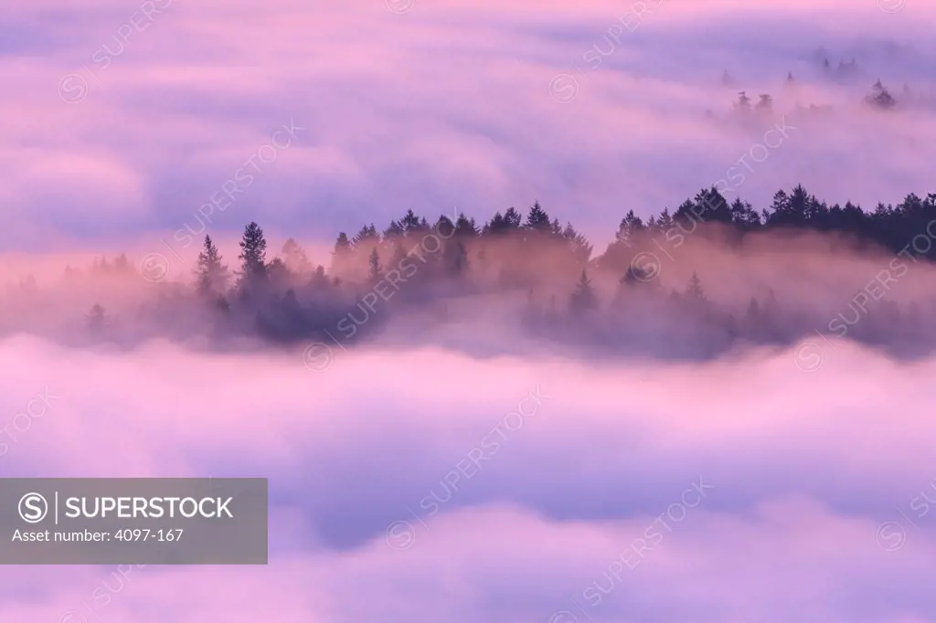 Trees in foggy morning, Saanich Peninsula, Victoria, British Columbia, Canada