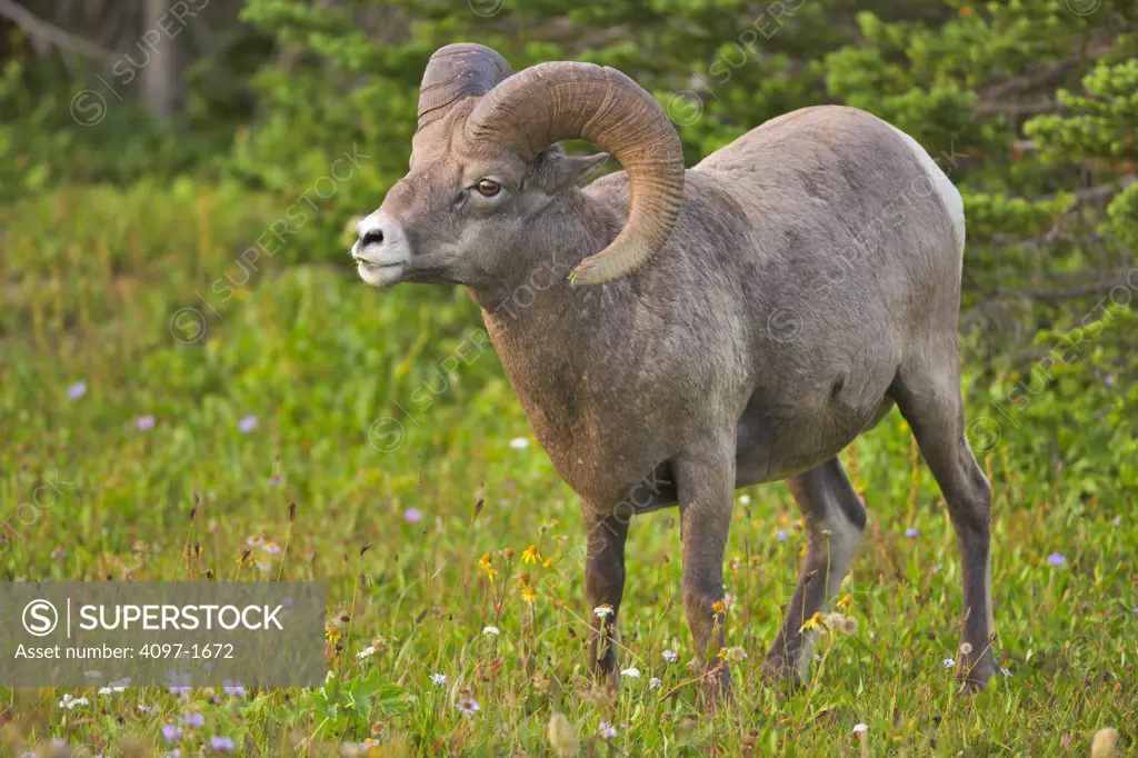 Bighorn sheep (Ovis canadensis) standing in a park, US Glacier National Park, Montana, USA